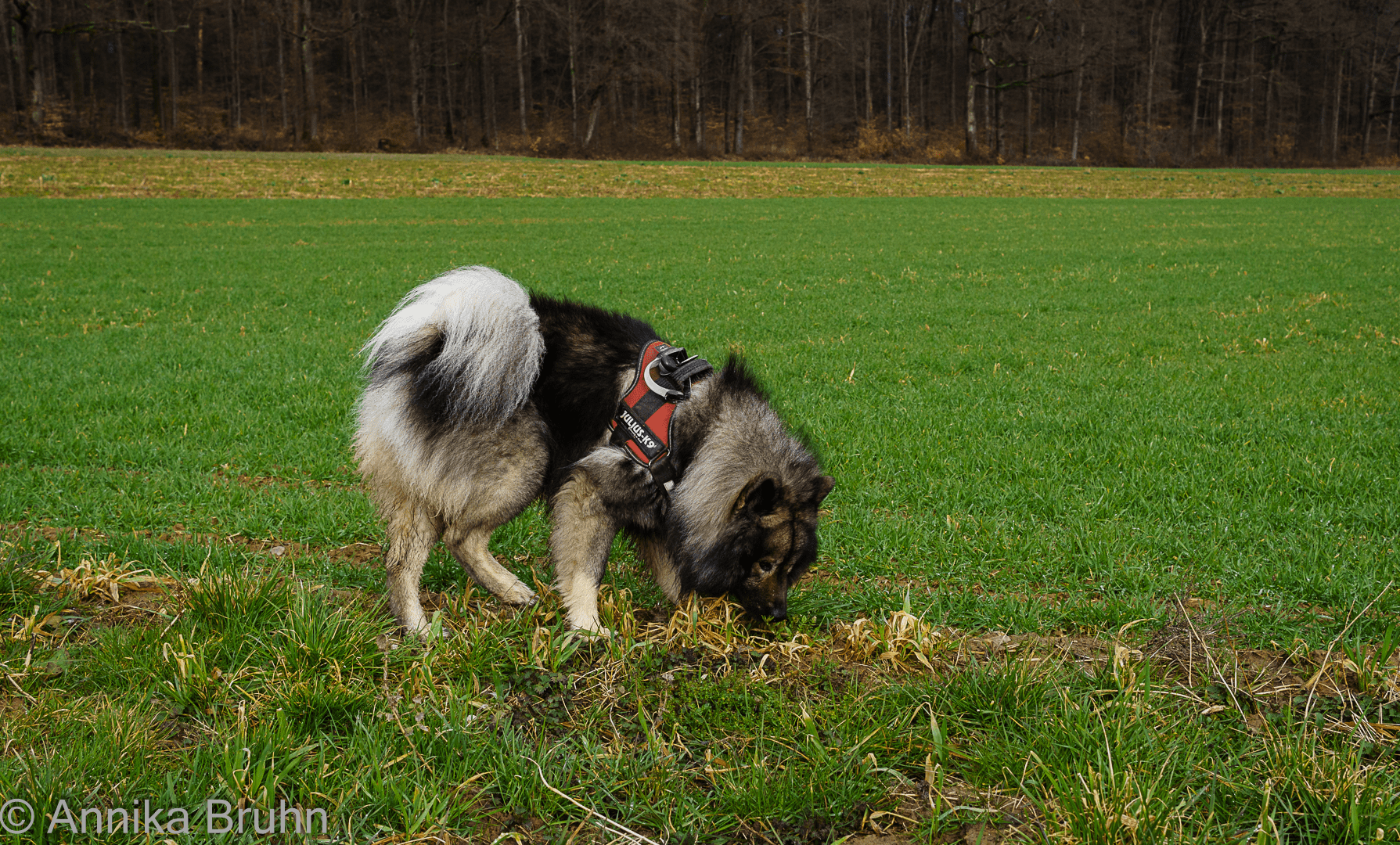 Wo ist es nur